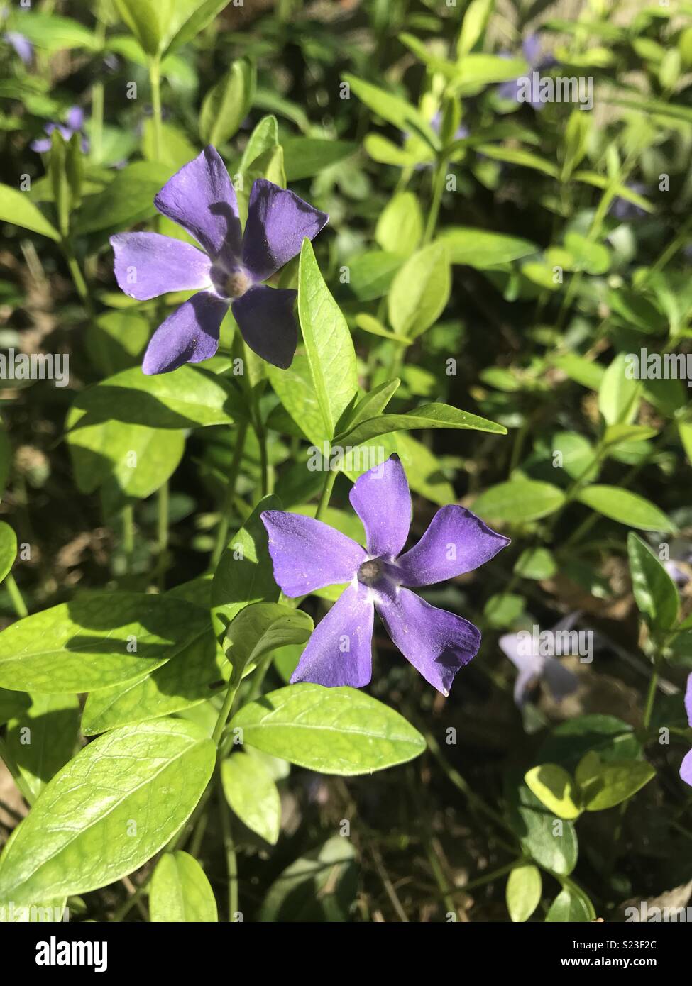 Flowers in my yard Stock Photo Alamy