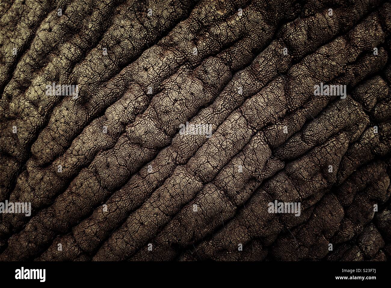 Elephant skin detail Stock Photo Alamy