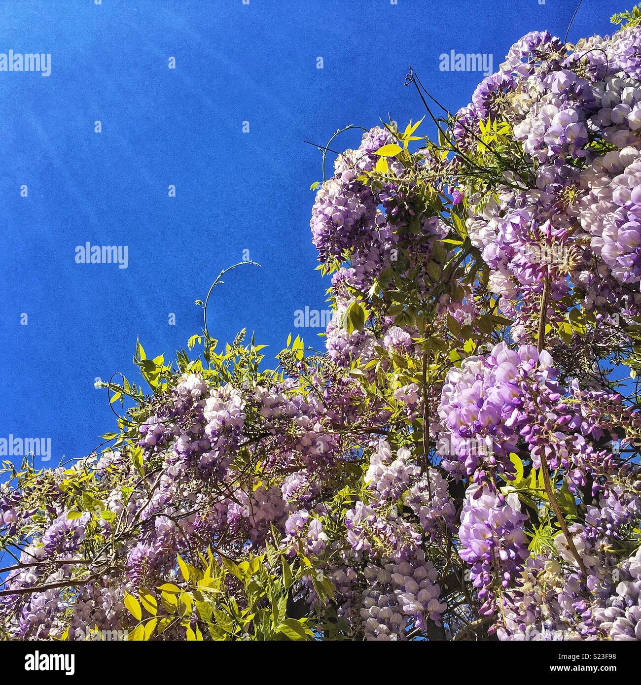 Wisteria and sky hires stock photography and images Alamy