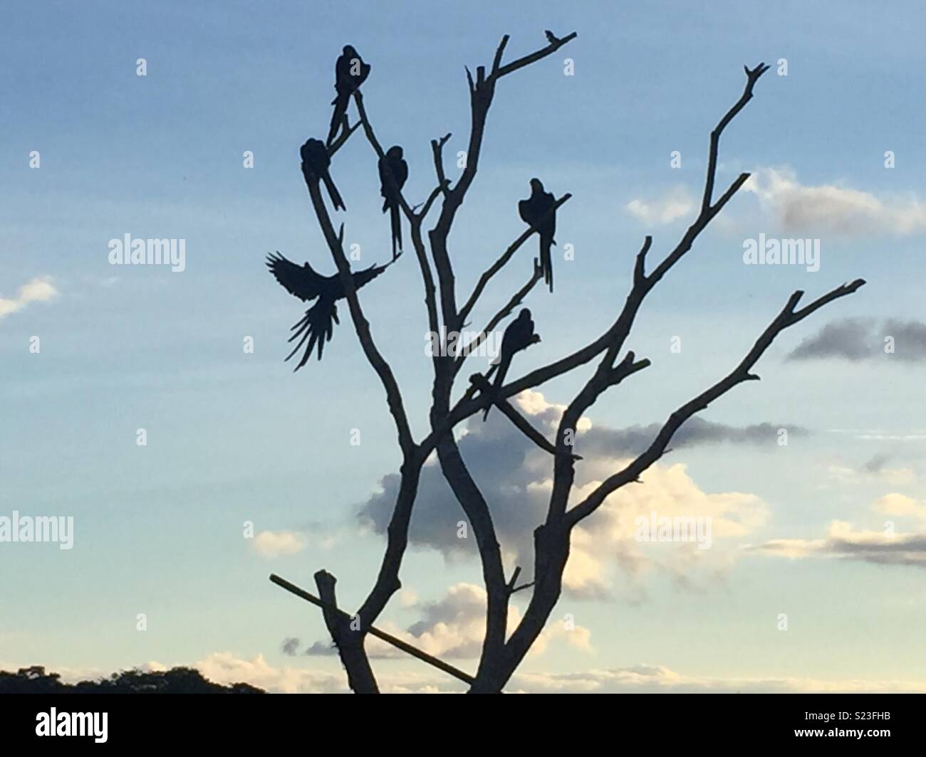 Silhouette of blue macaws at dusk, Pantanal, Brazil Stock Photo