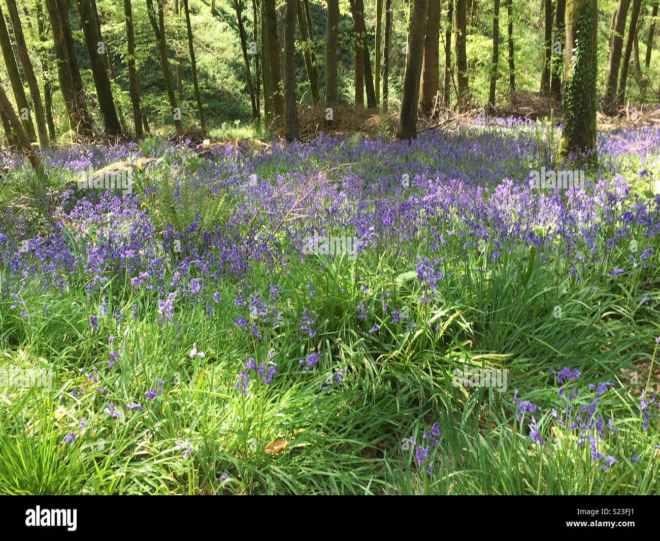 English Woodlands Hi res Stock Photography And Images Alamy