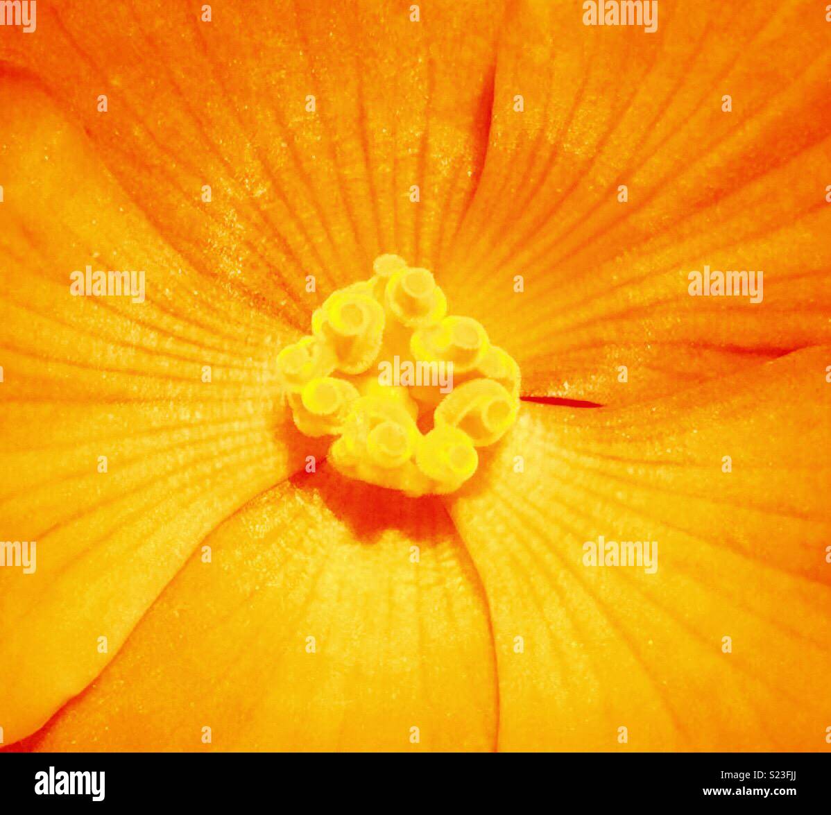 Orange Begonia closeup Stock Photo