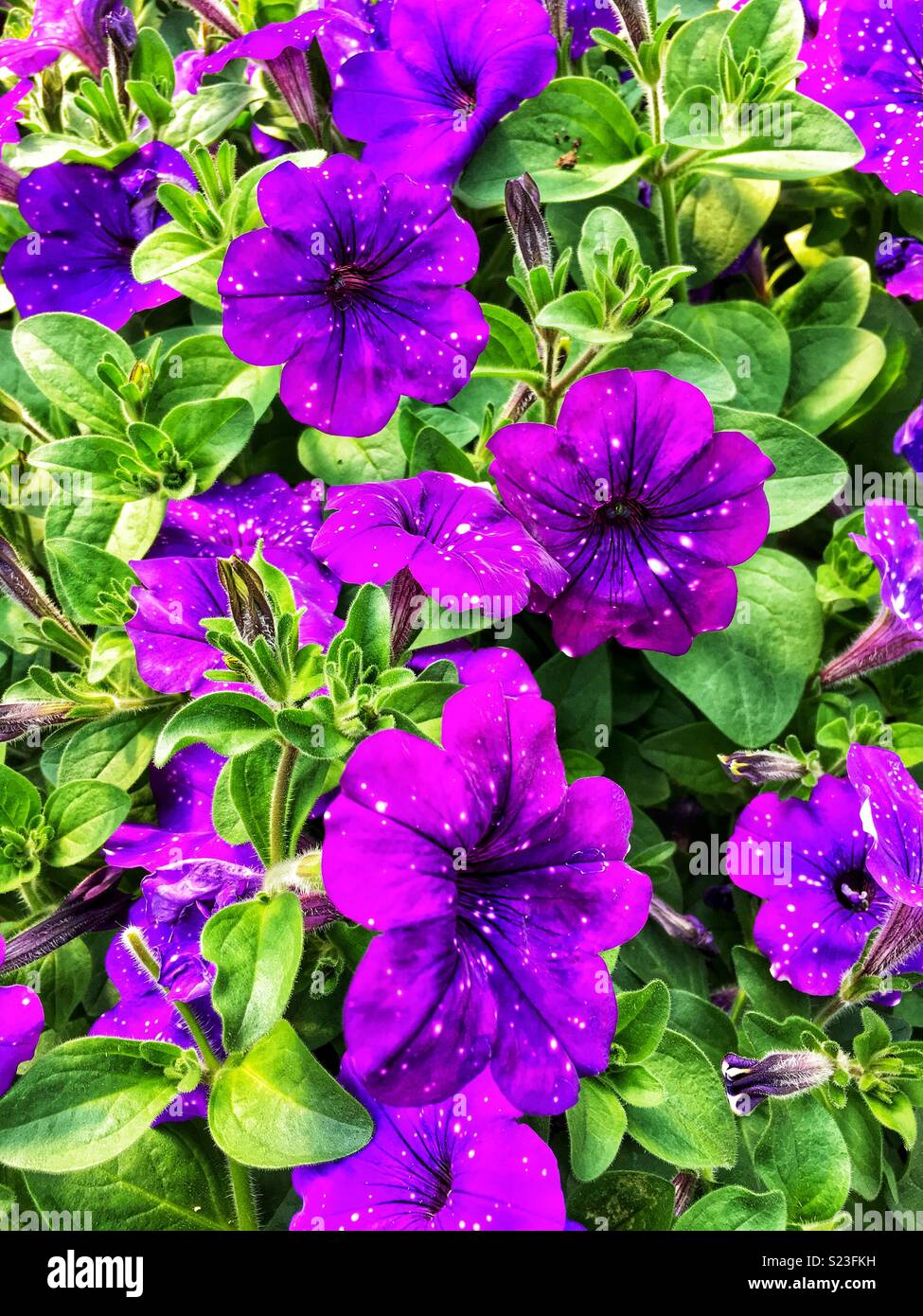 Petunia night sky hires stock photography and images Alamy