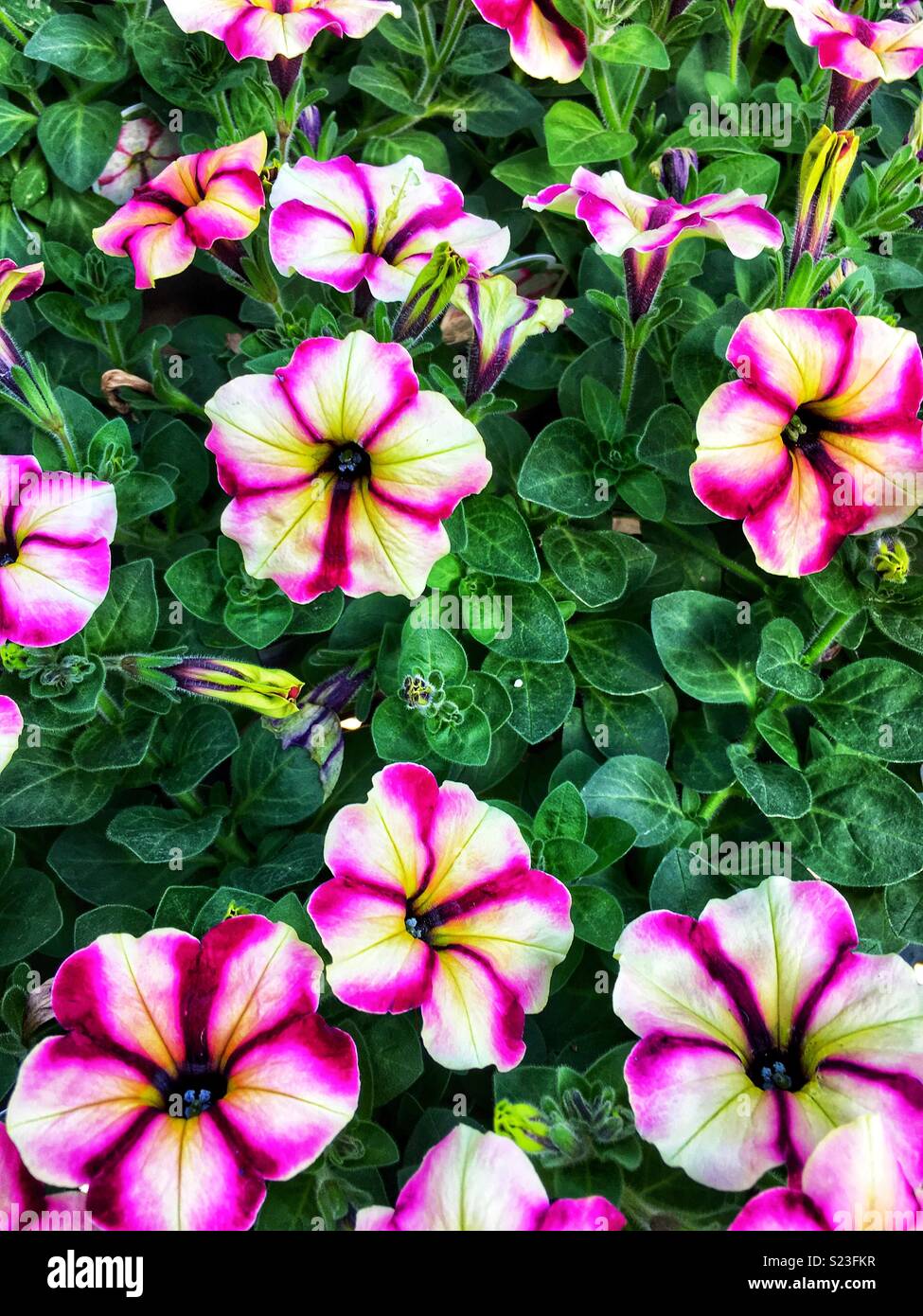 Headliner banana cherry swirls petunias - Smartphone Captured Stock Image