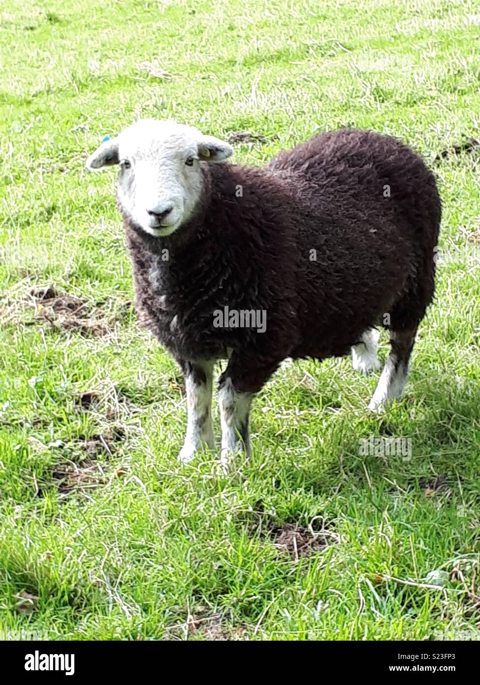 Black sheep with a white head standing on grass Stock Photo - Alamy