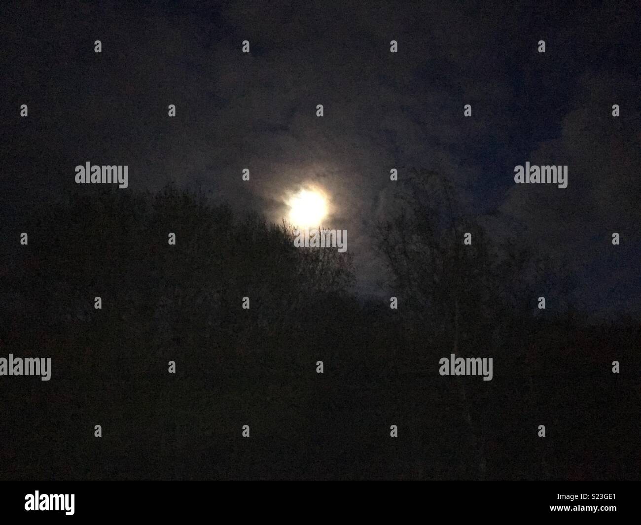 Moon with trees hi-res stock photography and images - Alamy