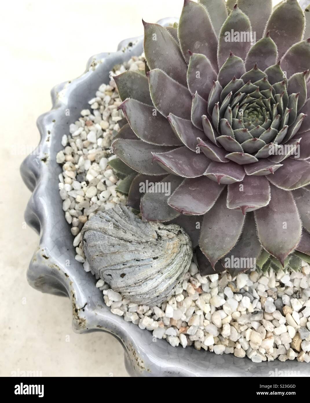 Grey bowl of succulents Stock Photo