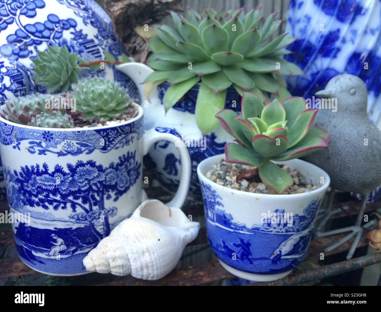 Blue and white succulent pots Stock Photo