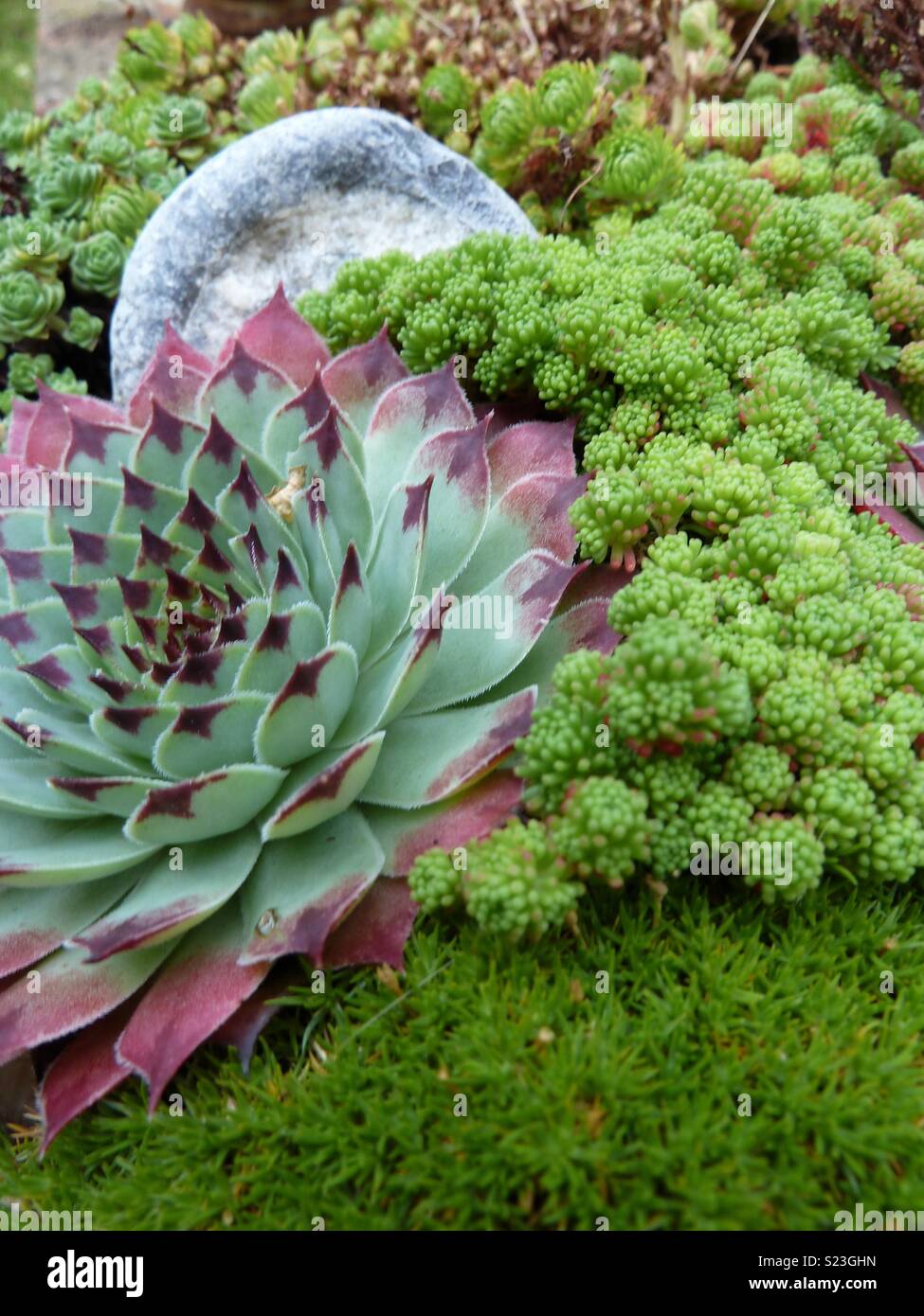Succulent pot - Smartphone Captured Stock Image