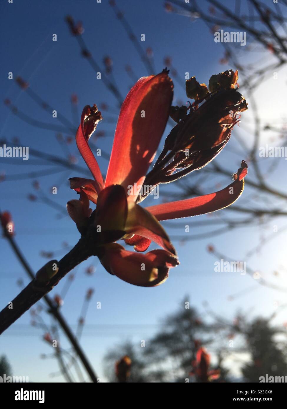 Maple tree budding in Spring Stock Photo Alamy