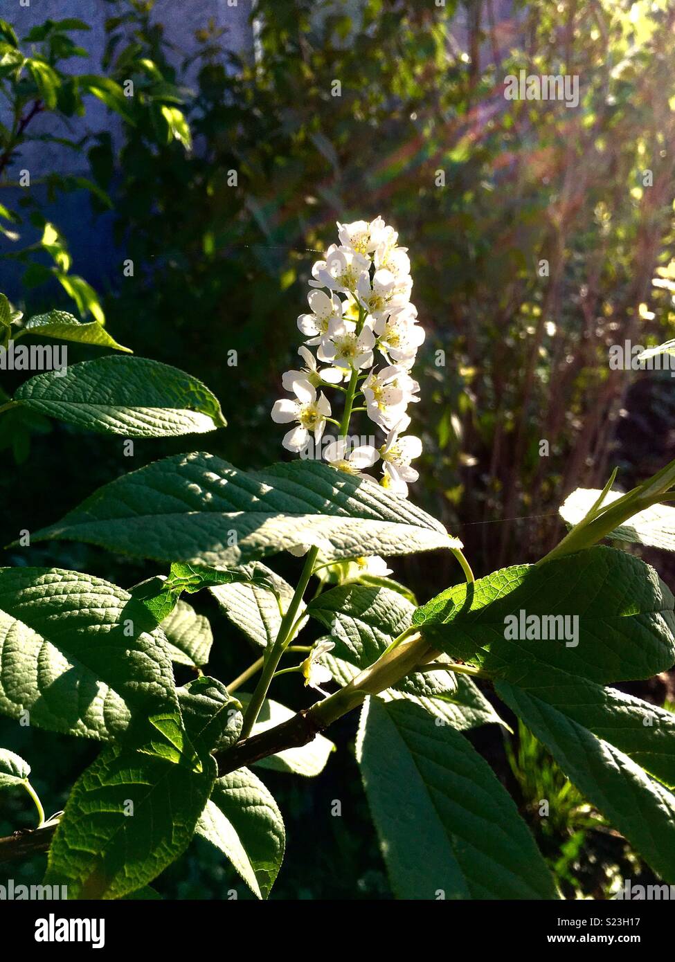 sunny spring morning - Smartphone Captured Stock Image
