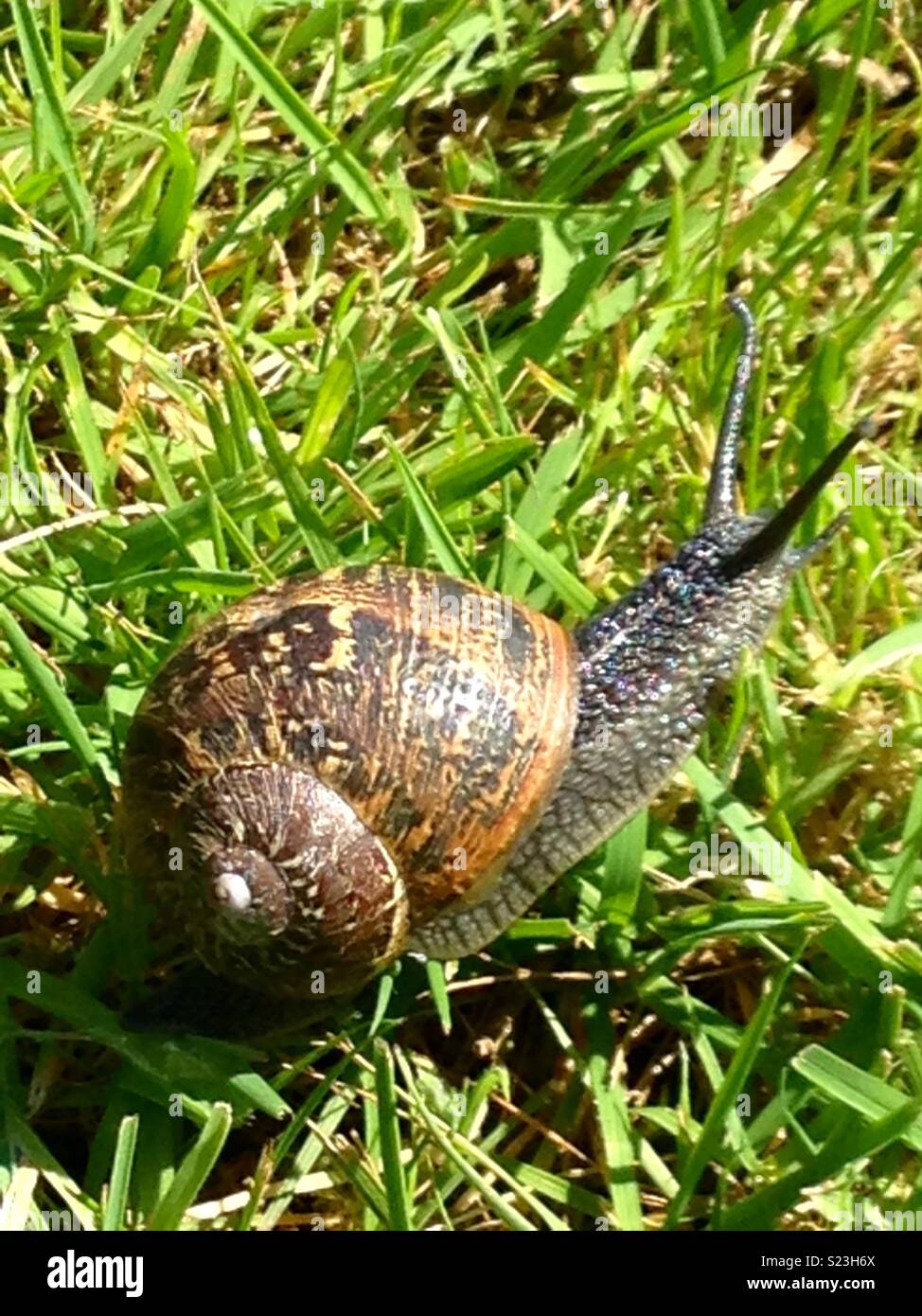 Snail eating grass hires stock photography and images Alamy