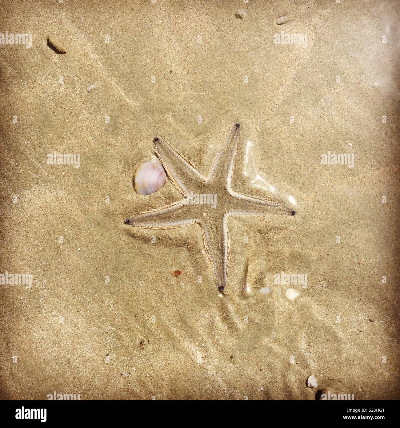 Starfish found on the beaches of Koh Lanta, Thailand Stock Photo