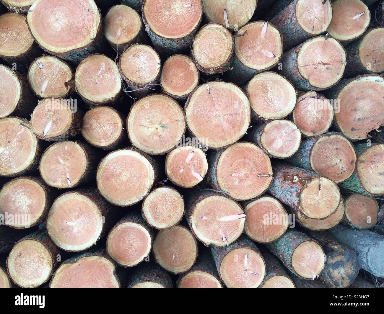 Logs in a field near Skipton Stock Photo