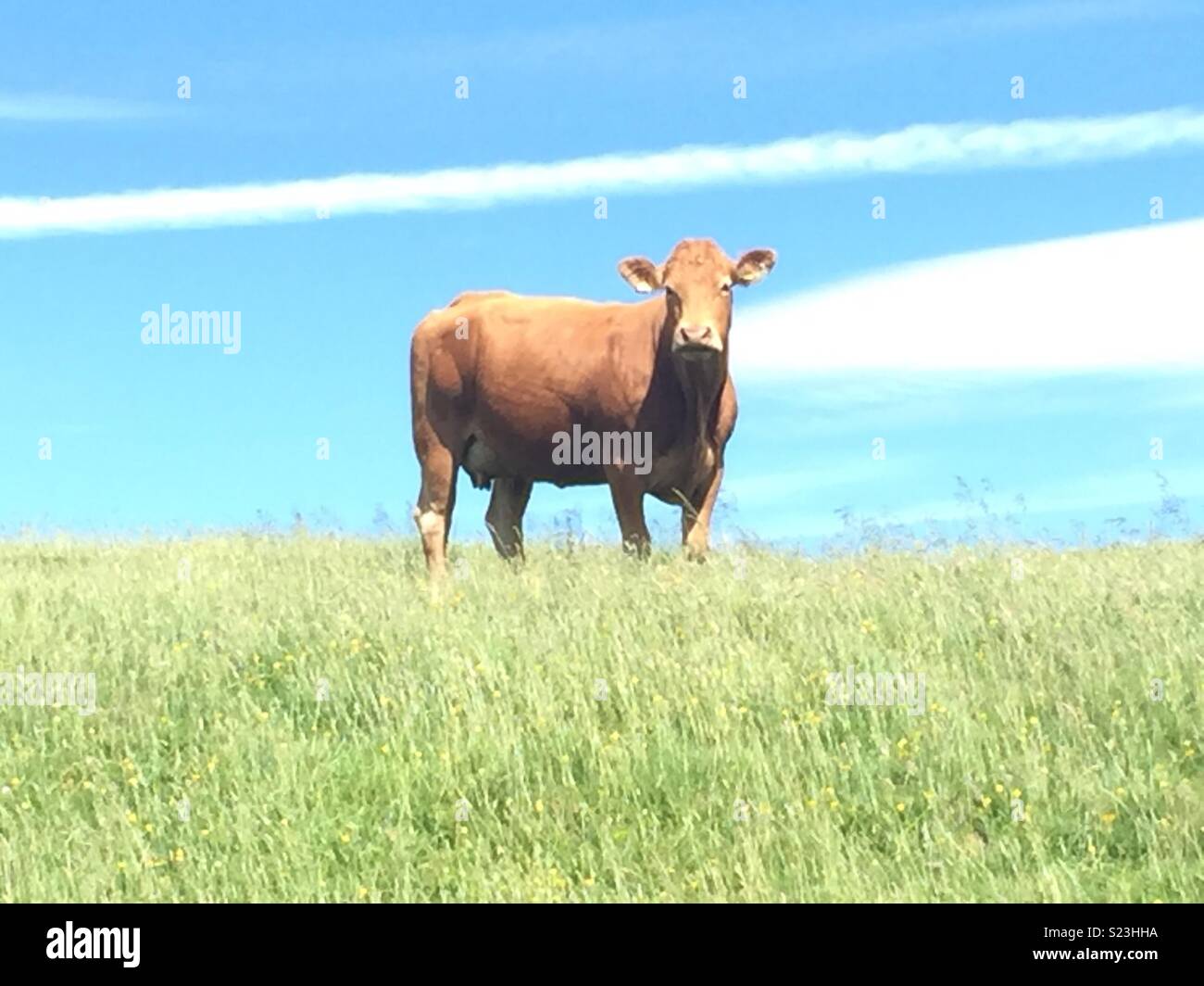 Cow in field - Smartphone Captured Stock Image