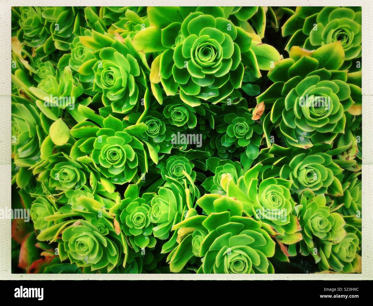 Succulent flowers in striking pattern. - Smartphone Captured Stock Image