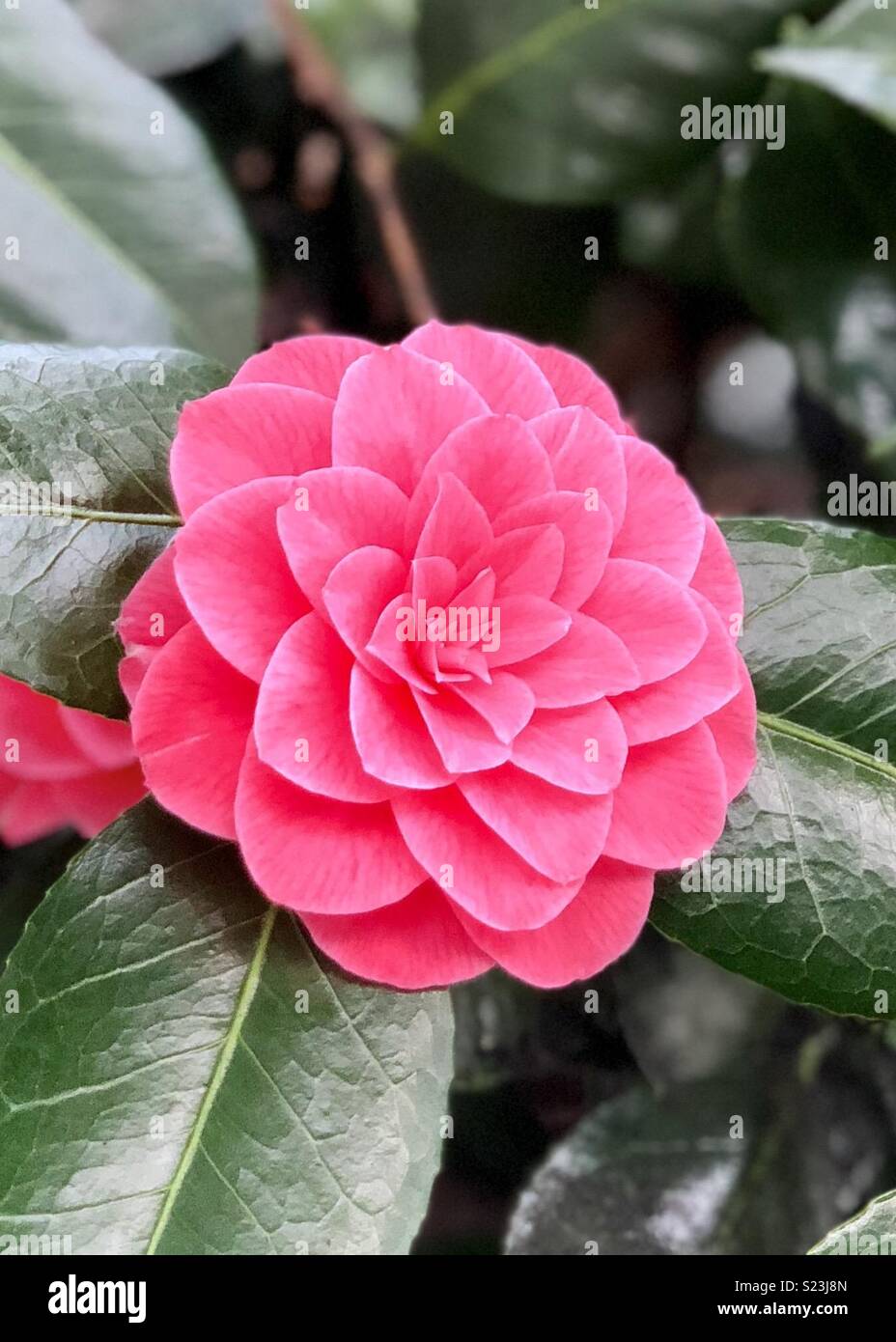 Dark pink camellia hi-res stock photography and images - Alamy