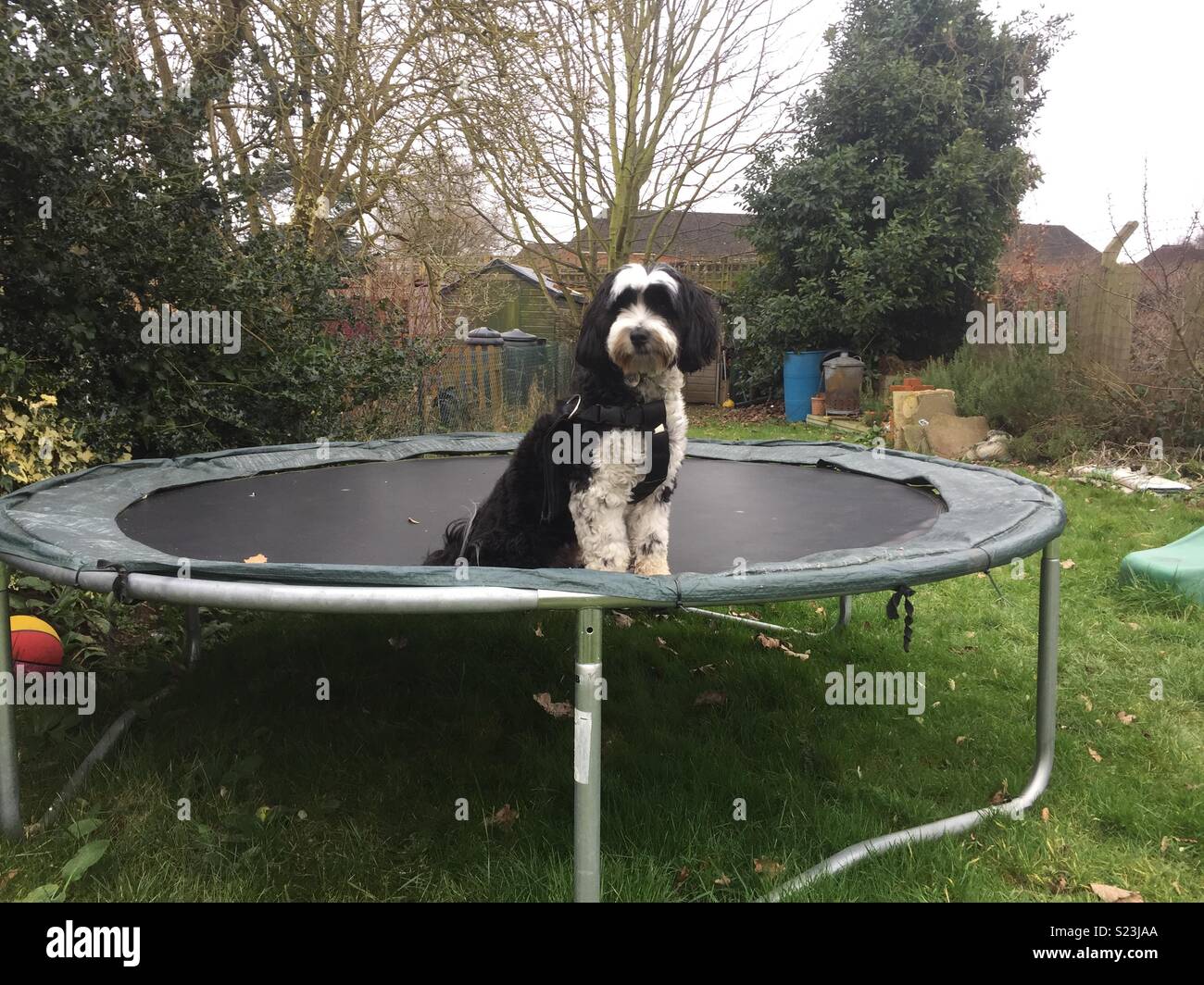 Doggy trampoline Stock Photo
