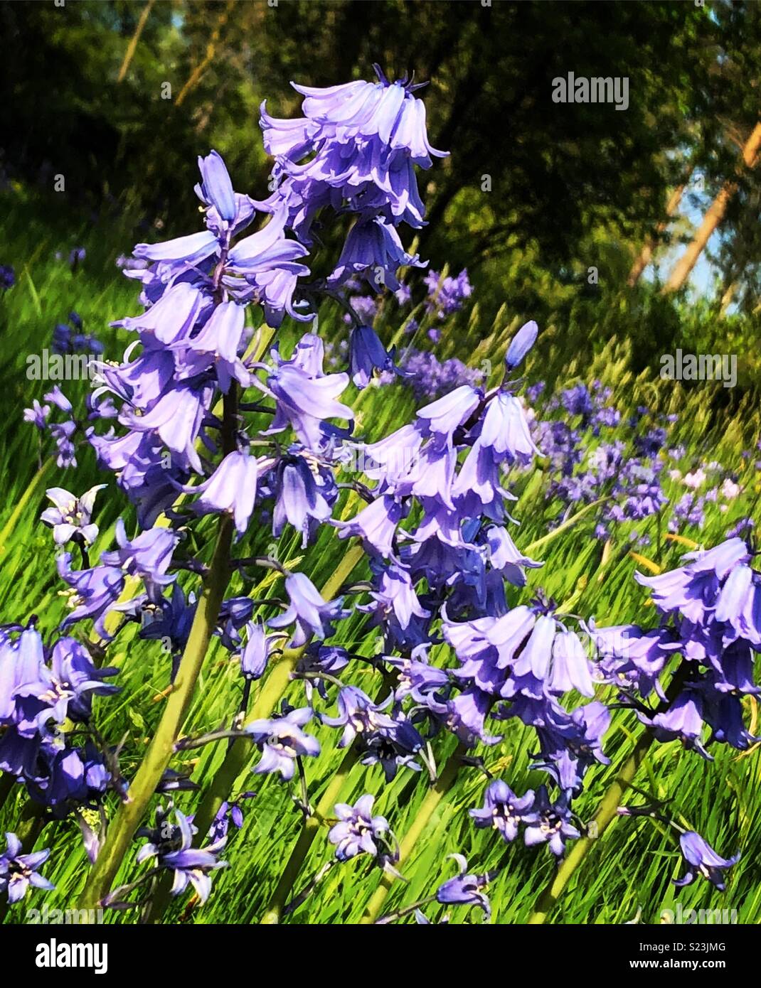 Bluebells Stock Photo - Alamy