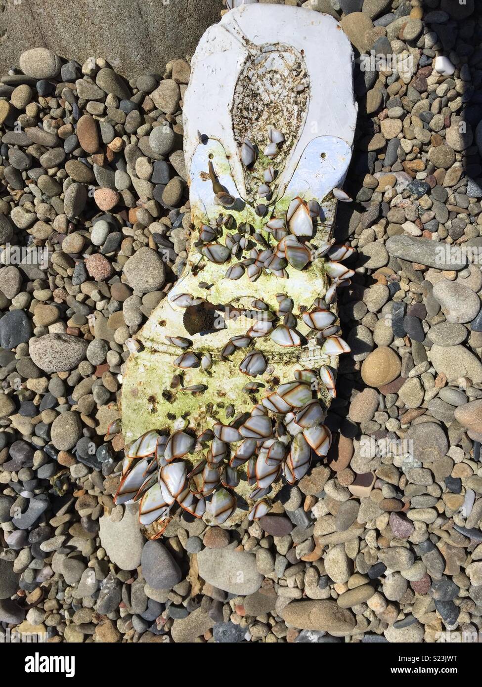 Shells on shoe washed up on beach, Fair Isle, Scotland Stock Photo