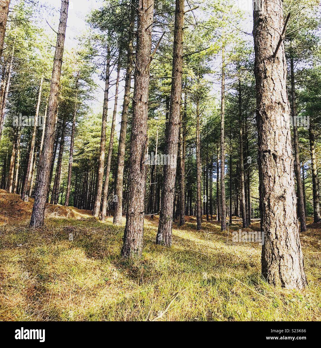 Woodland pine trees hi-res stock photography and images - Alamy