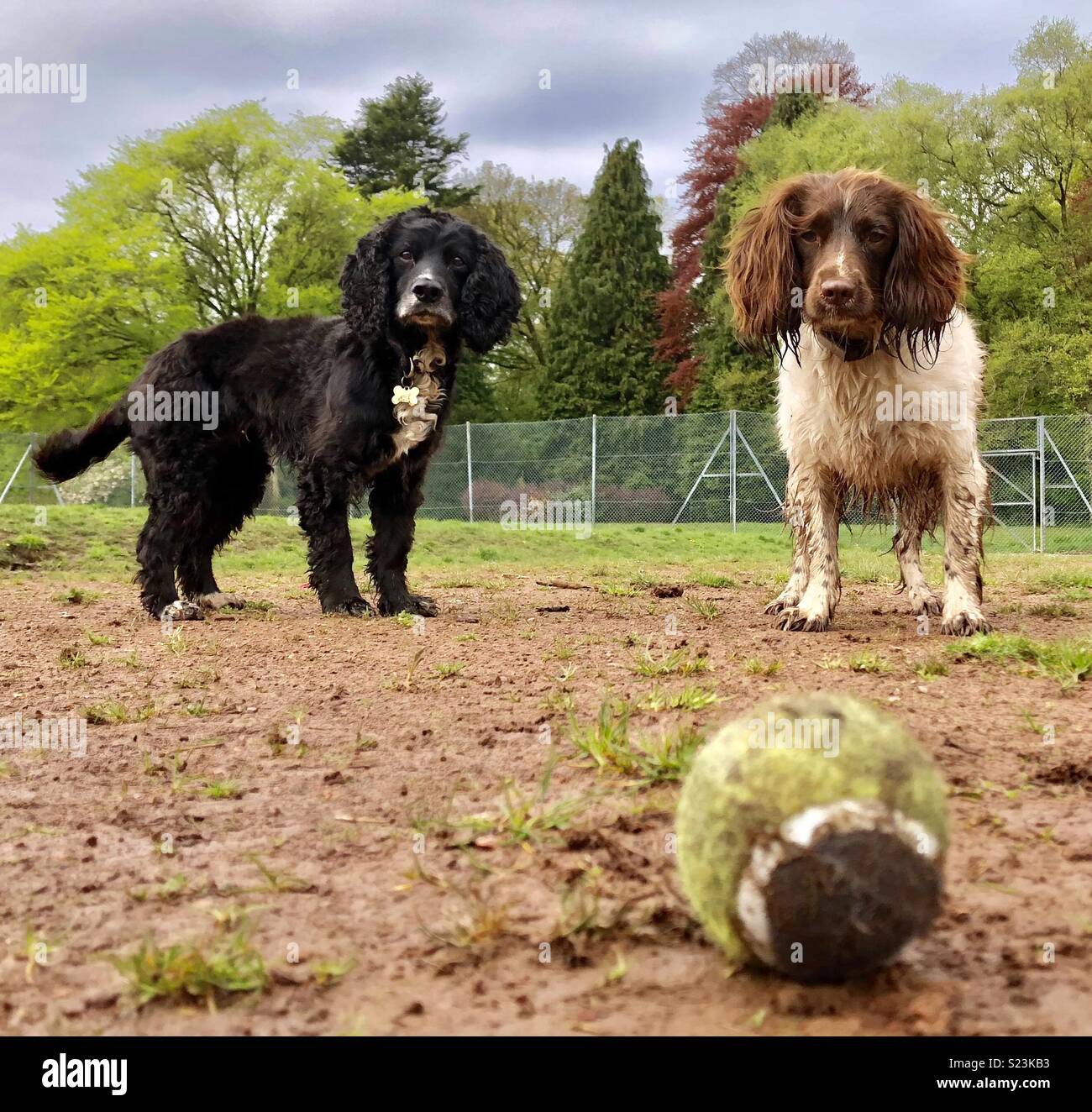 Please throw, just throw the ball, throw it Stock Photo Alamy