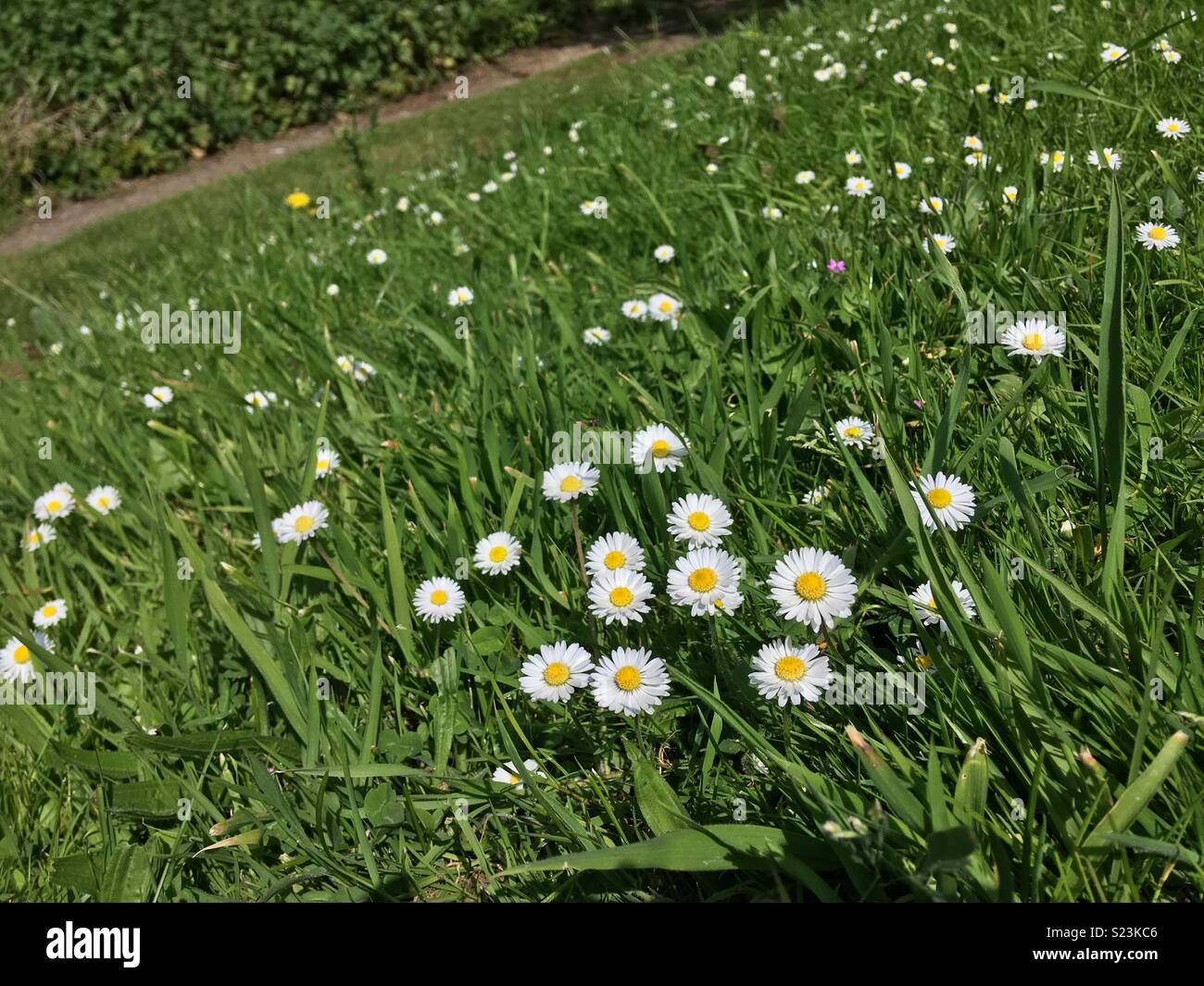 Daisy’s catching some sunshine Stock Photo