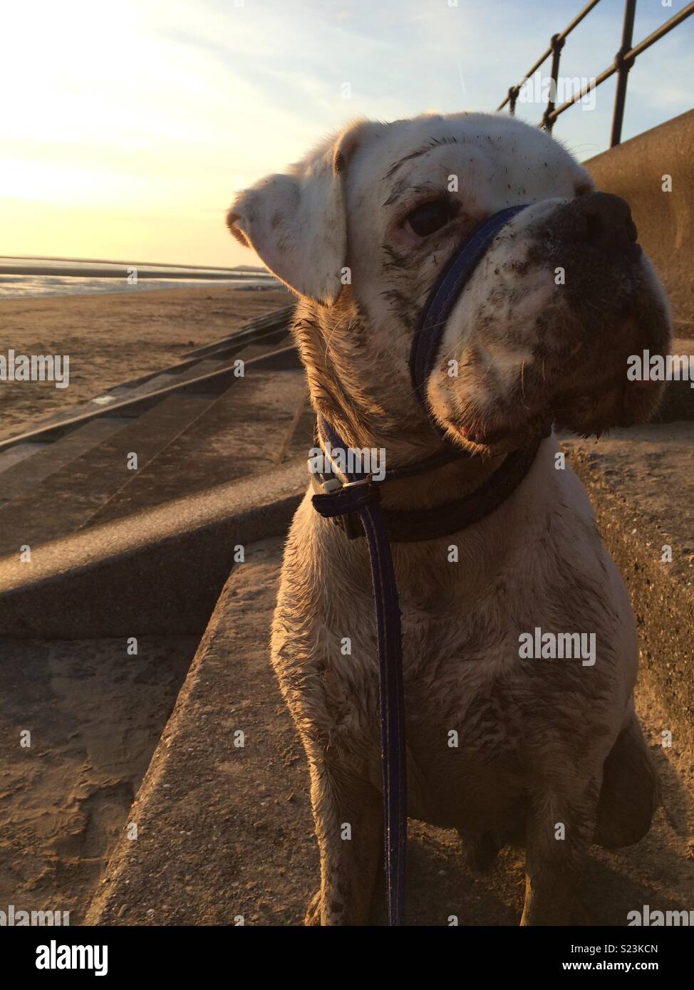 Muddy white Boxer Dog on the Beach Stock Photo