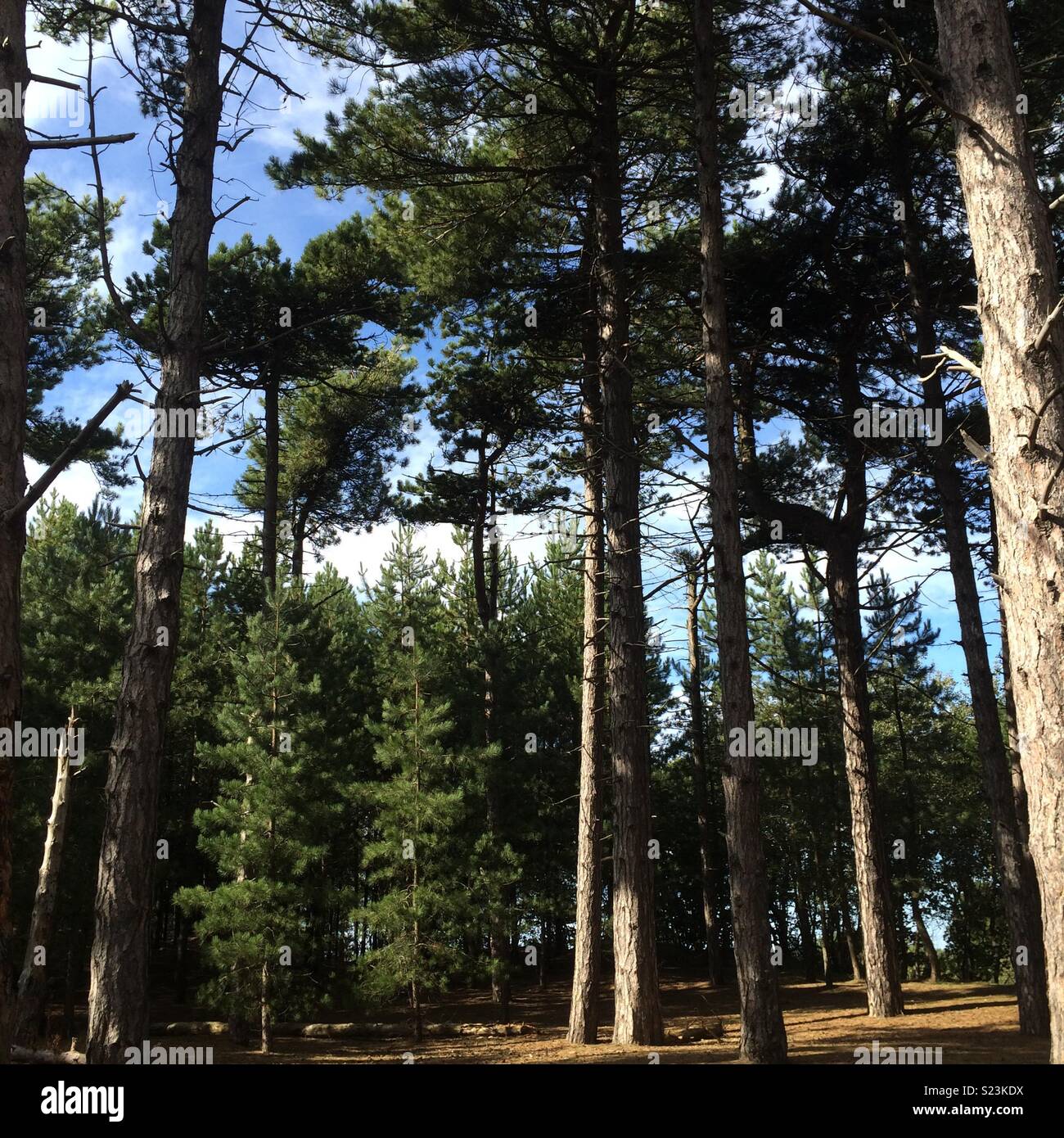 Pine fir trees hi res stock photography and images Alamy