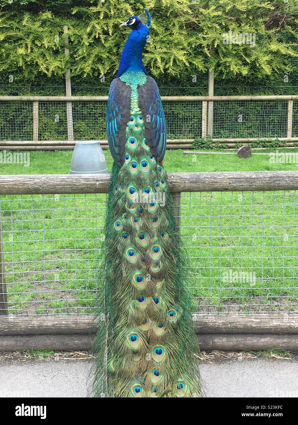 majestic-peacock-perched-on-a-fence-showing-beautiful-tail-feathers-S23KFC.jpg