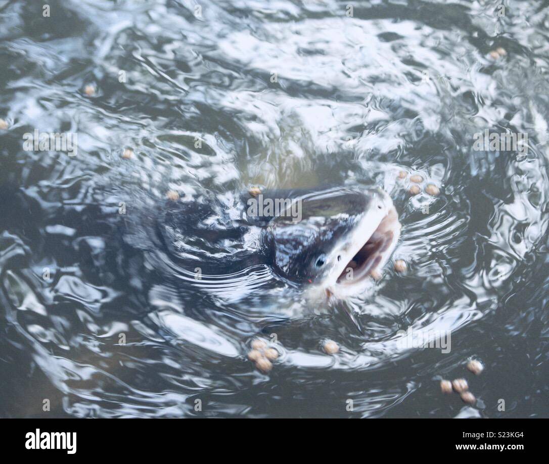 Catfish eating corn Stock Photo Alamy