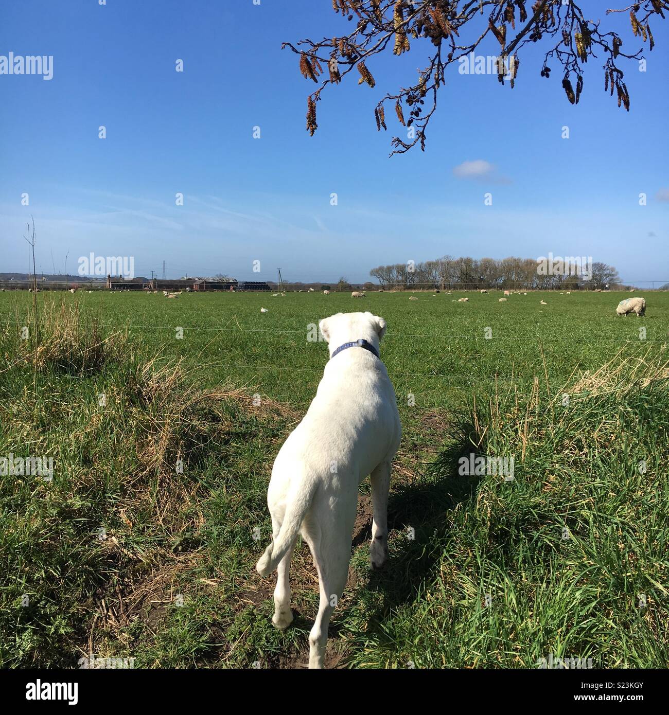 White Boxer Dog watching the sheep grazing in a field Stock Photo