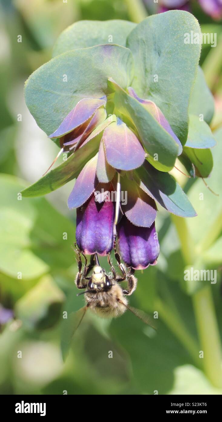Bee-eautiful! Stock Photo