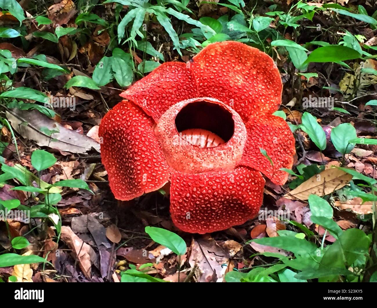 Largest Flower In The World High Resolution Stock Photography And Images Alamy