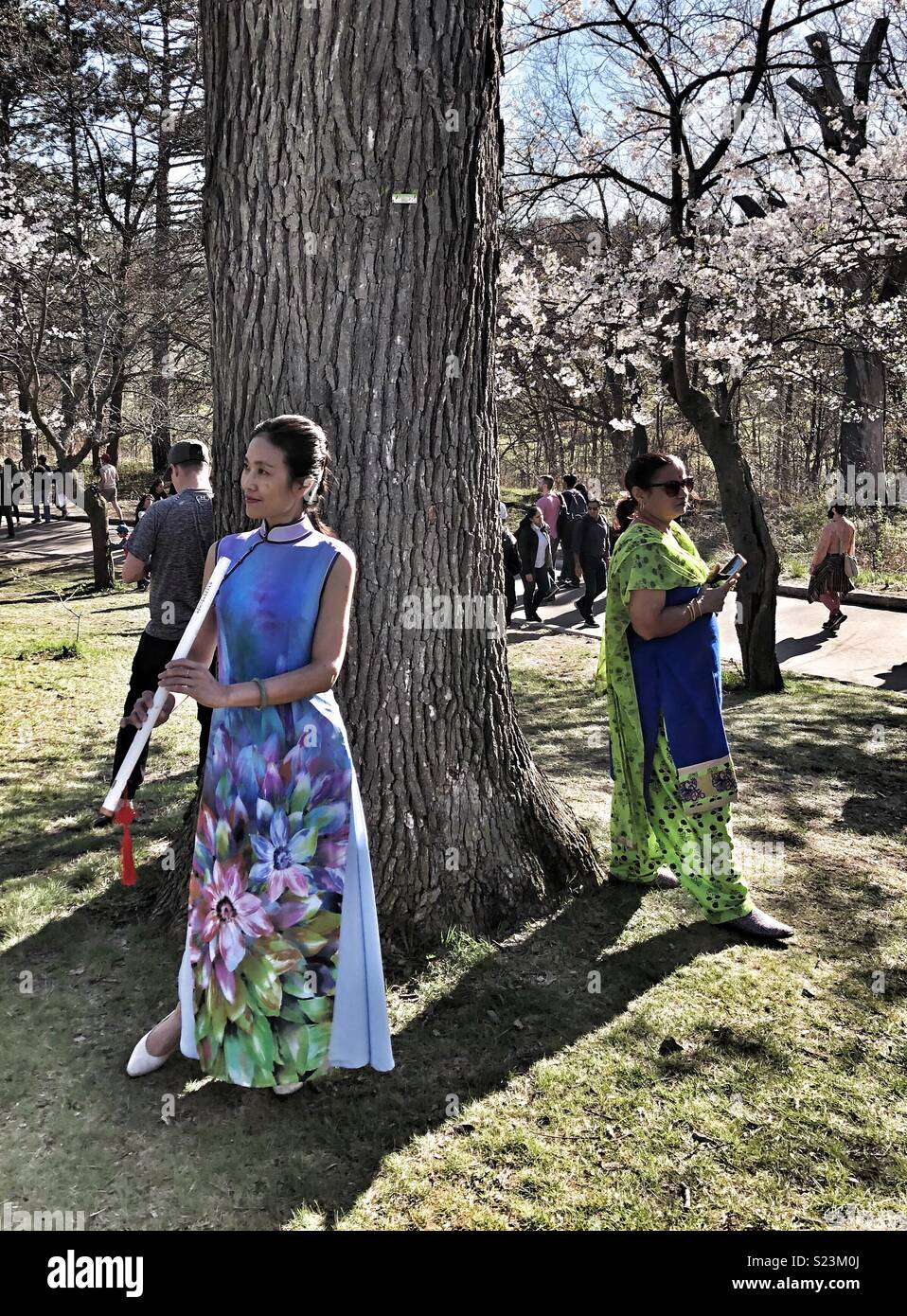 Annual Cherry Blossom Festival in High Park, Toronto. - Smartphone Captured Stock Image