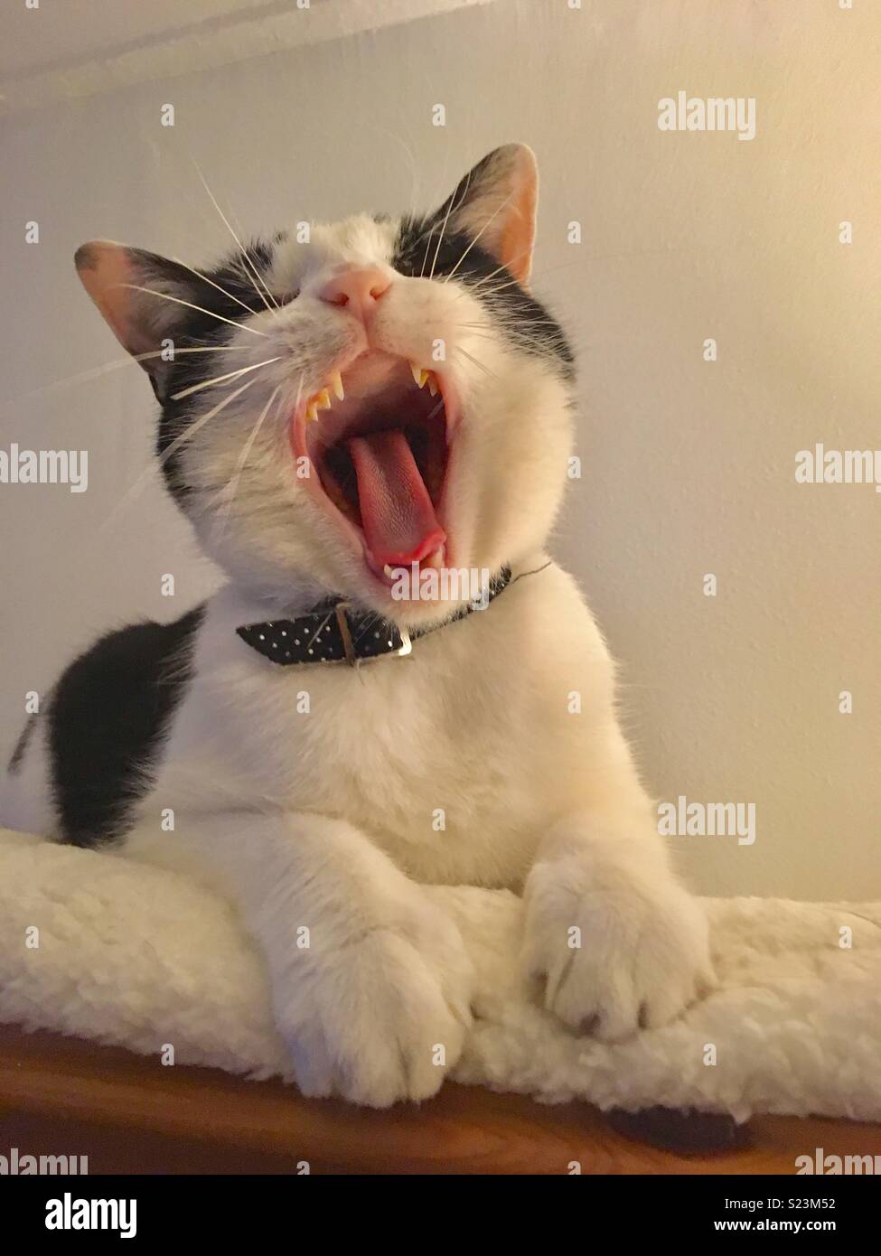 Cat Laughing. Stock Photo