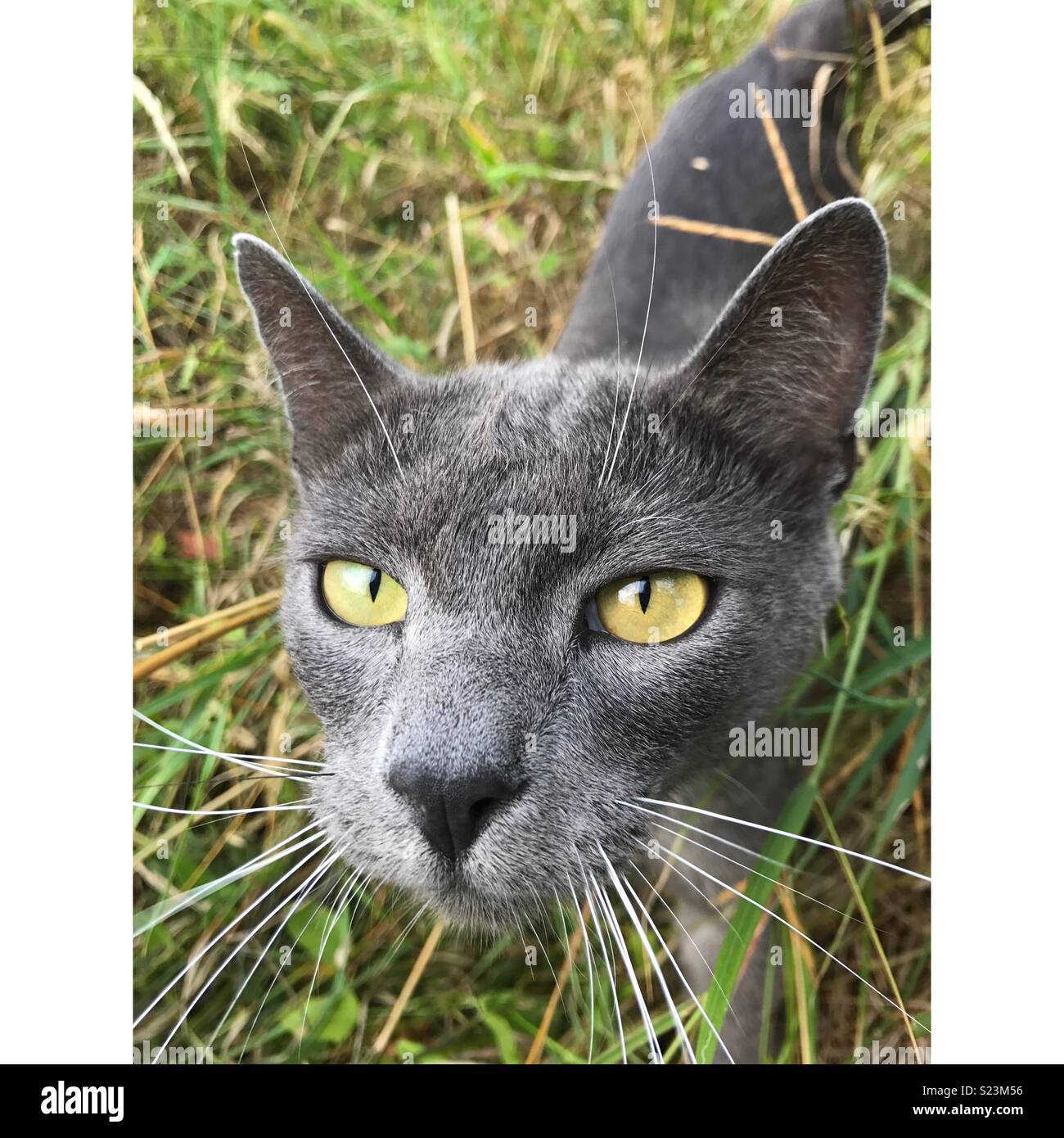 My neighbour's cat wants to be friends. He follows me everywhere and even sits outside my house waiting for me to leave Stock Photo - Alamy My neighbour's cat wants to be friends. He follows me everywhere and even sits outside my house waiting for me to leave Stock Photo - Alamy