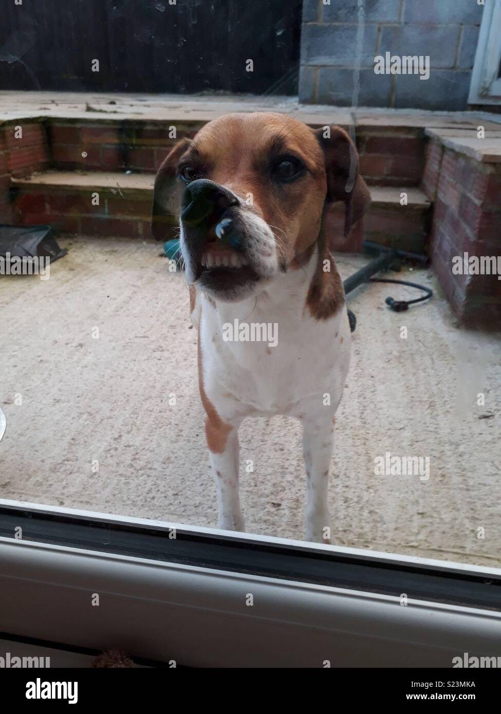 Squashed nose best sale dogs
