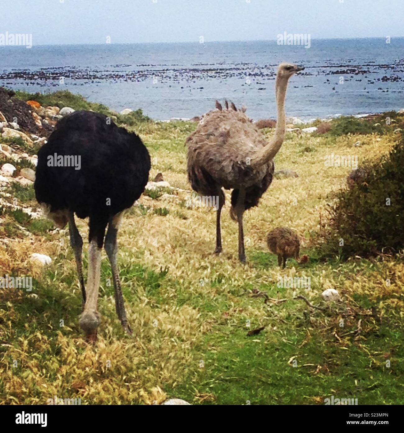 Ostriches on the beach in Cape Town Stock Photo