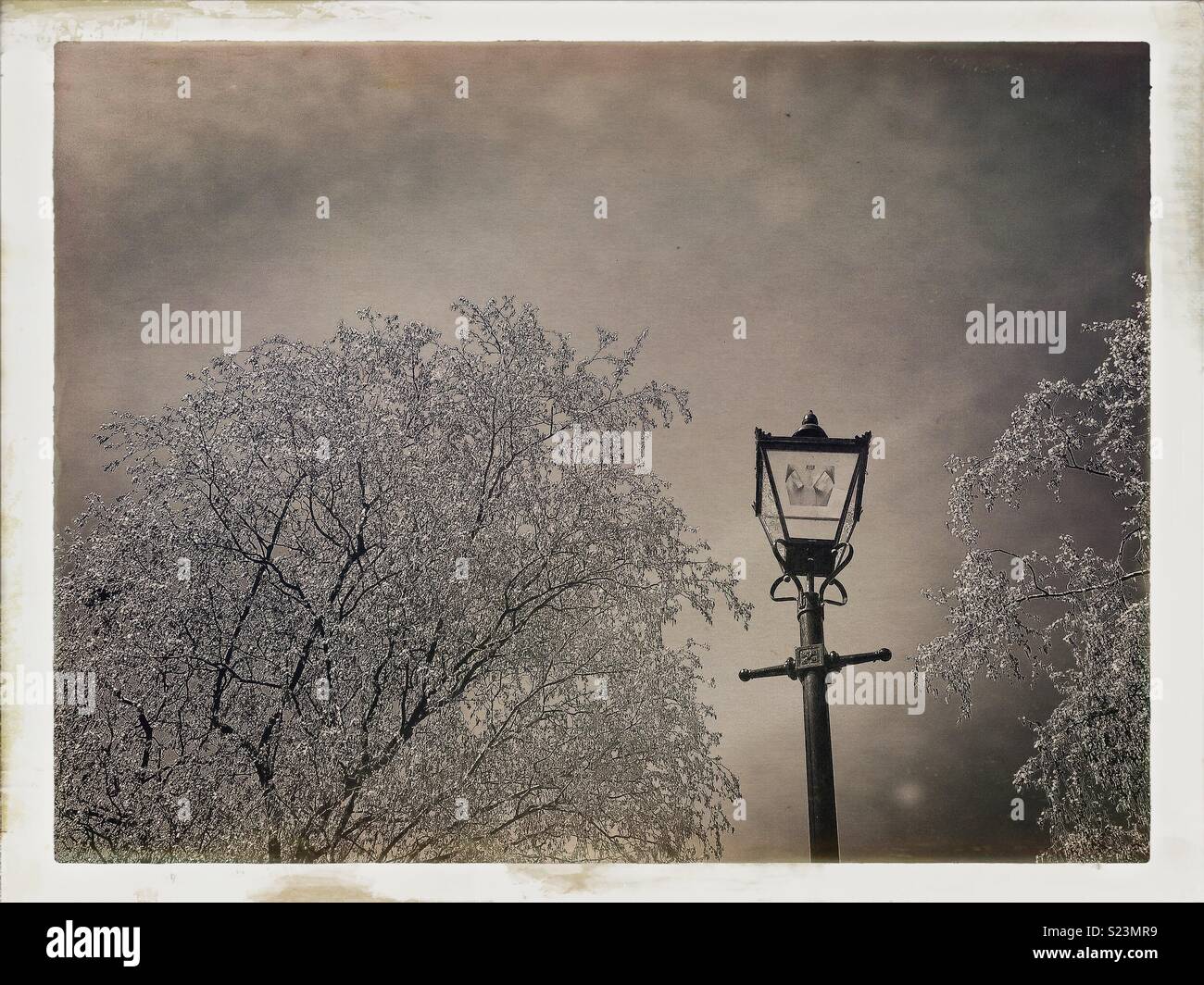 Victorian lamppost and trees. - Smartphone Captured Stock Image