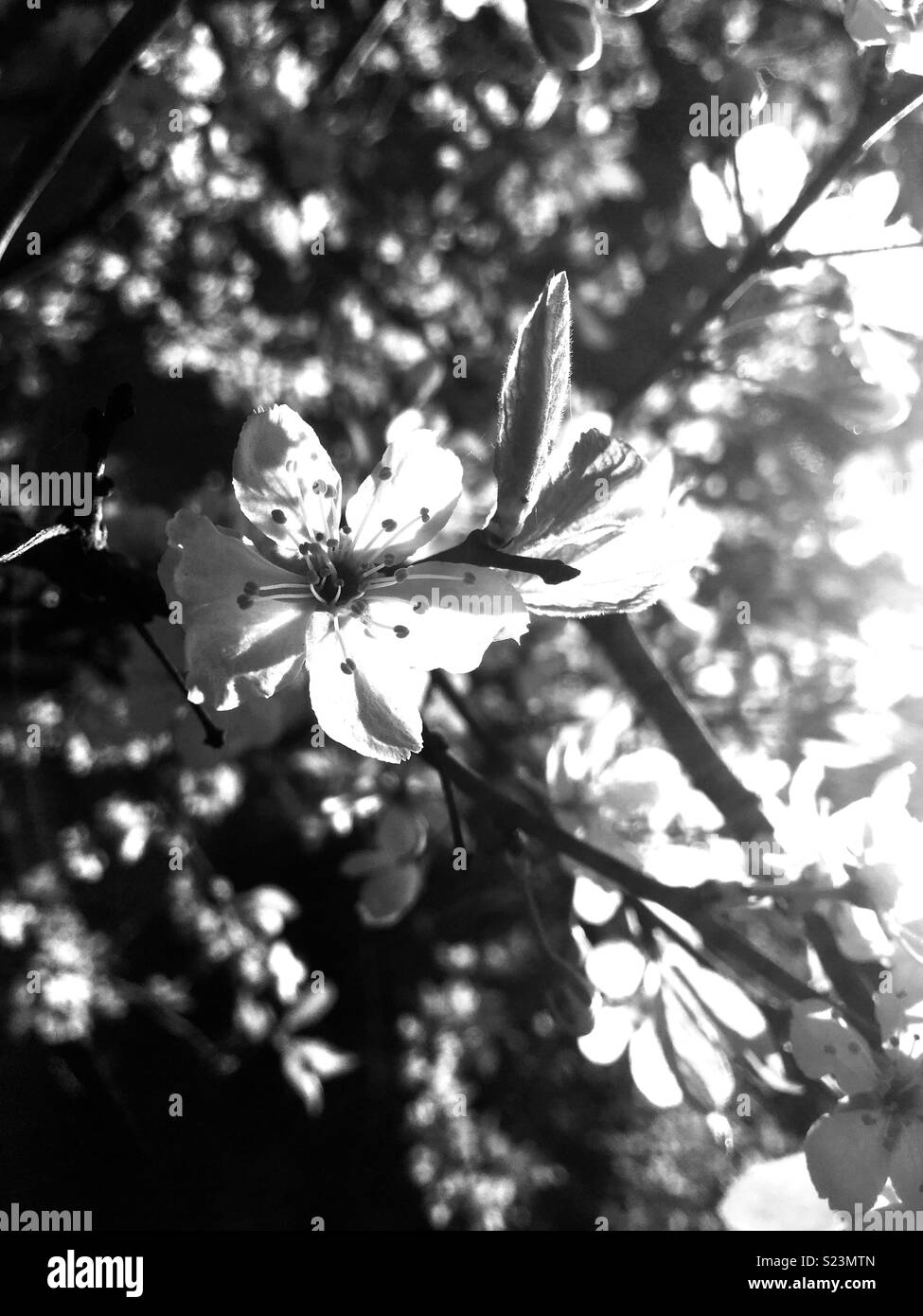 sunny morning - Smartphone Captured Stock Image