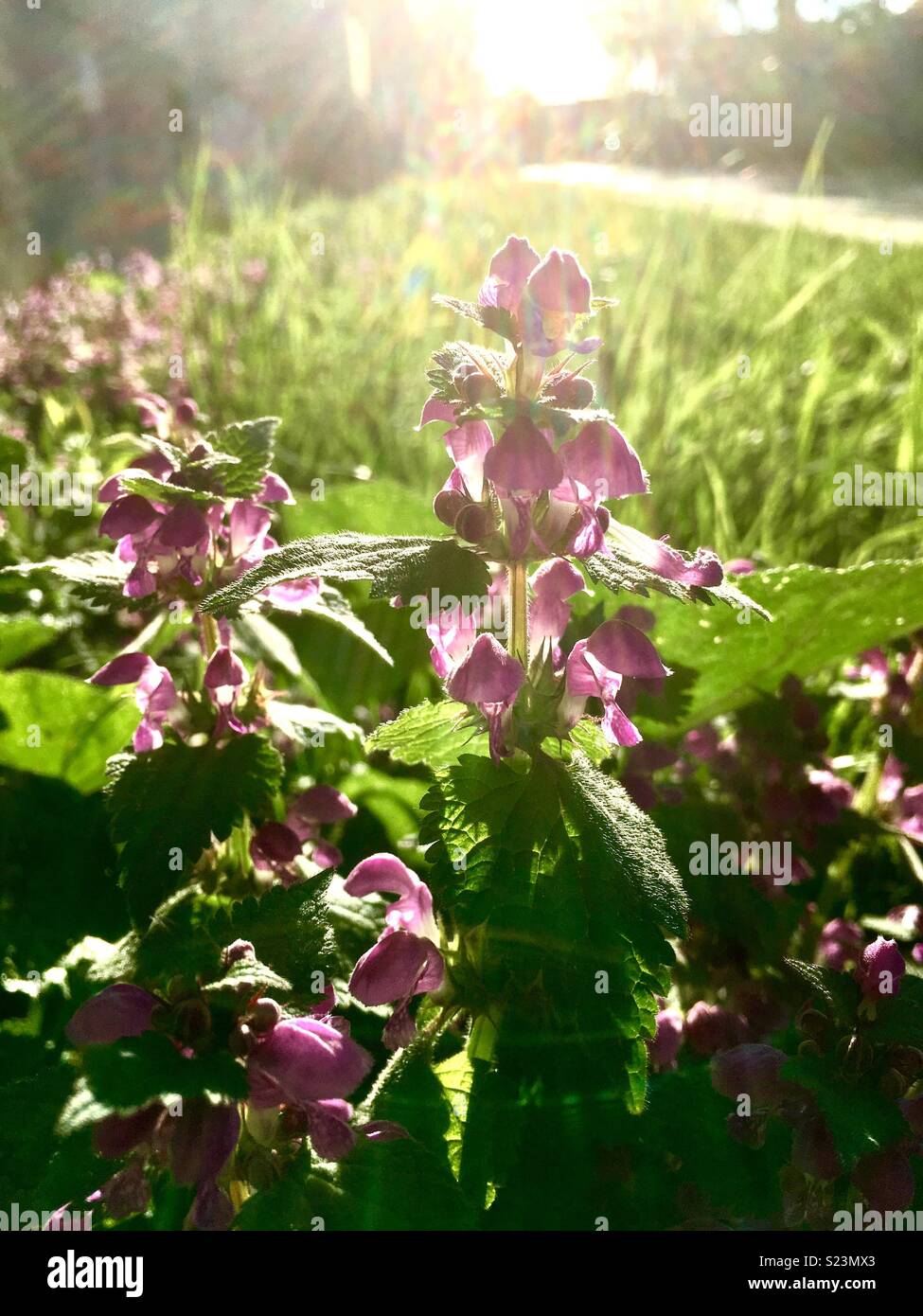 spring flowers in the morning sun - Smartphone Captured Stock Image