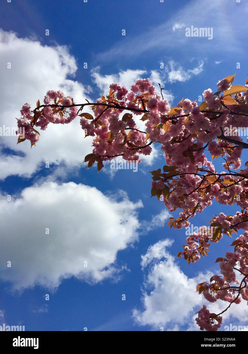 Spring has finally sprung Stock Photo - Alamy
