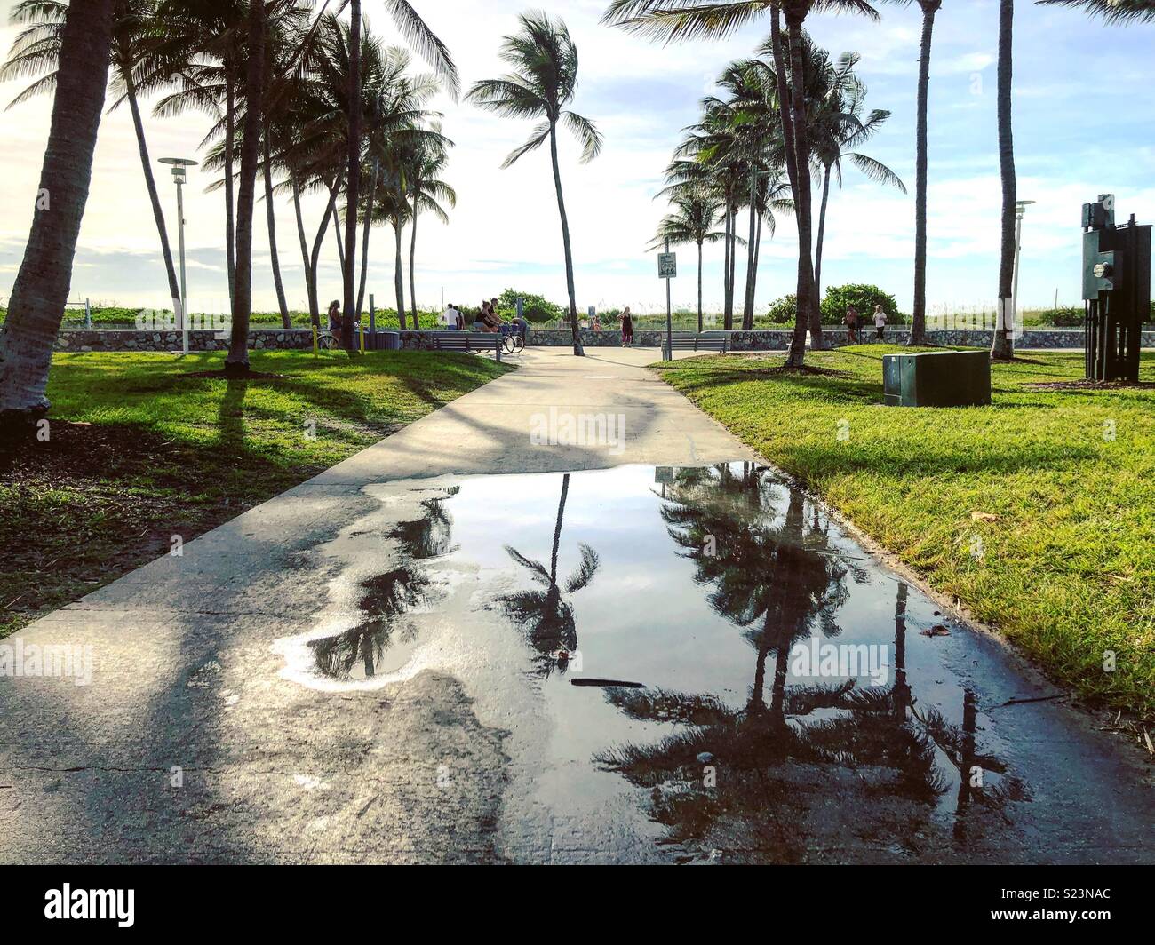 South Beach, Miami. Palm trees reflections in rain puddles Stock Photo