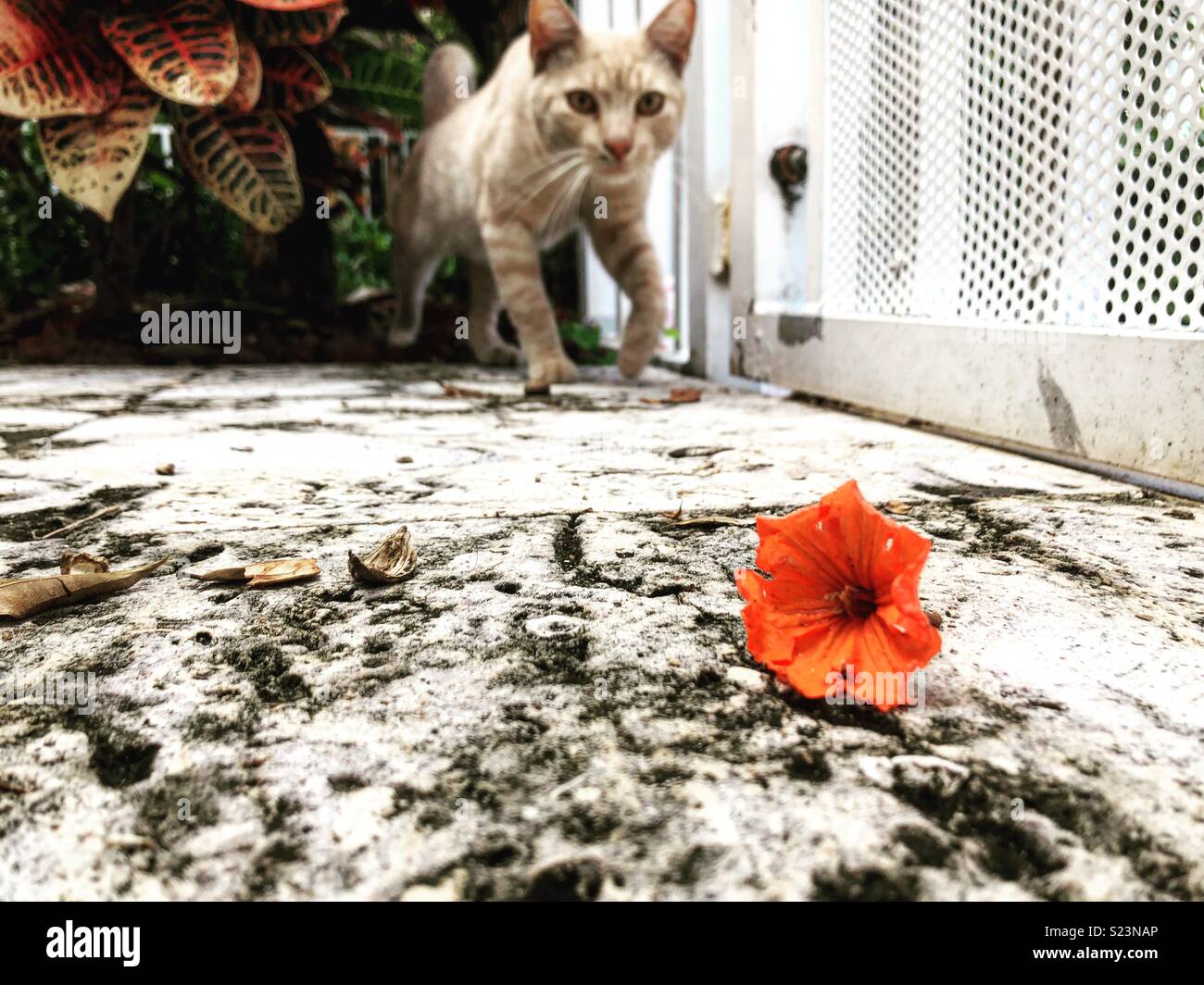 Miami cats and flowers Stock Photo