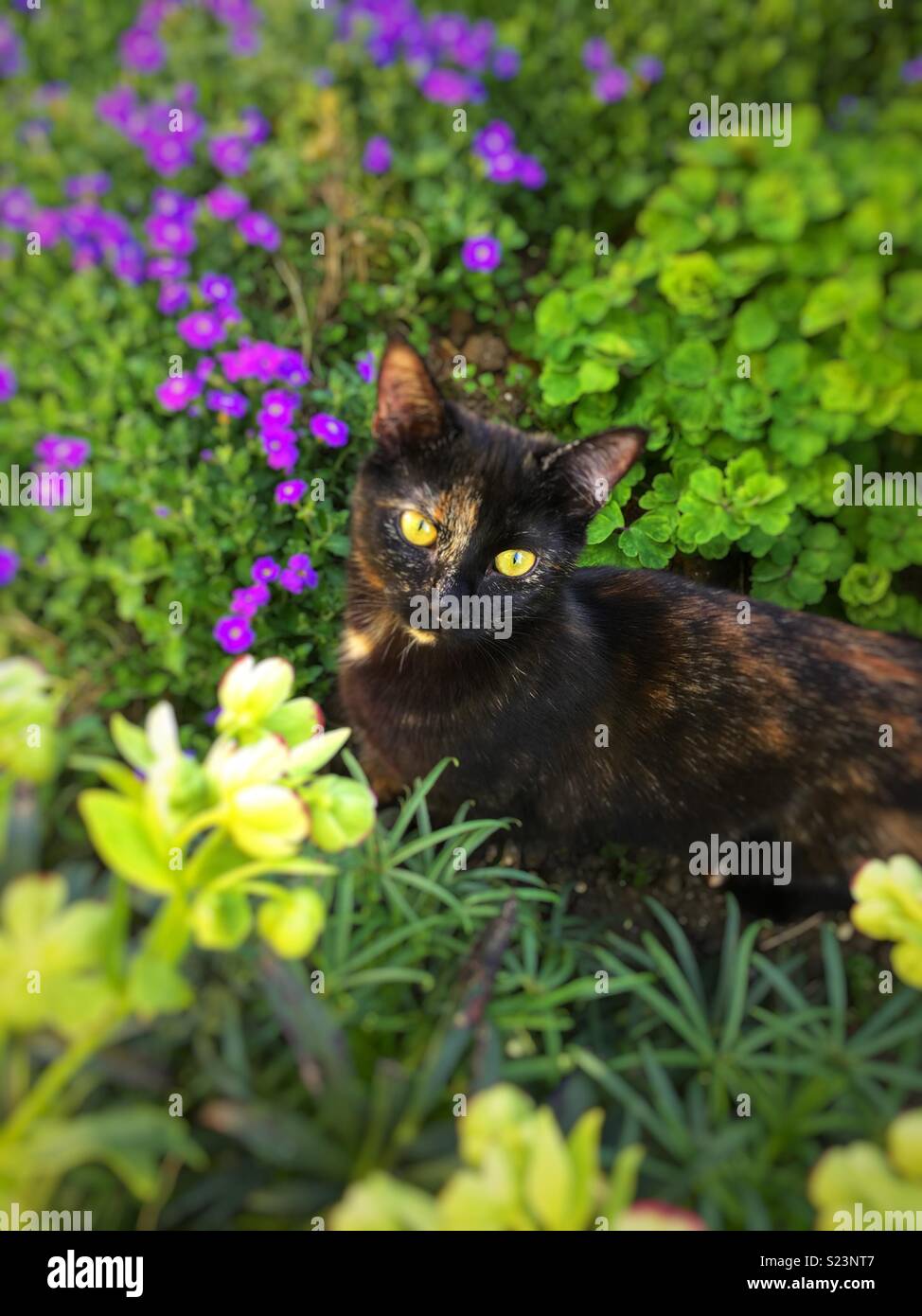 Cat sitting amongst flowers Stock Photo