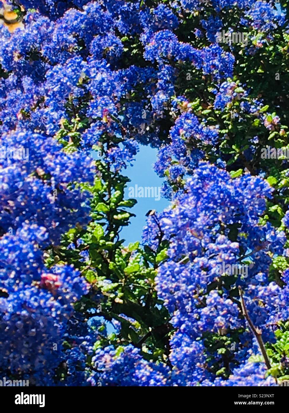 A patch of blue . Ceanothus in bloom. Stock Photo