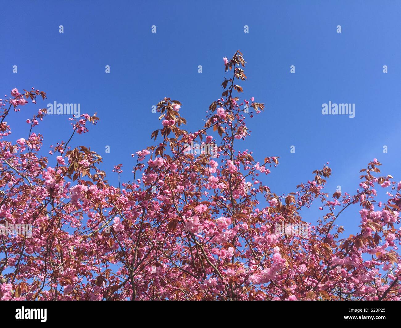 Spring cherry blossom against a blue sky Stock Photo