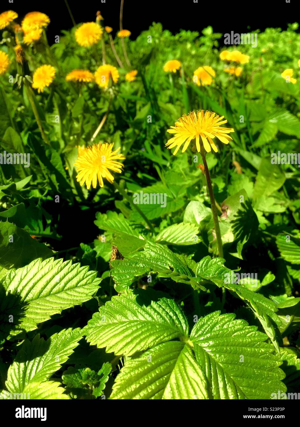 dandelion flowers illuminated by the sun - Smartphone Captured Stock Image