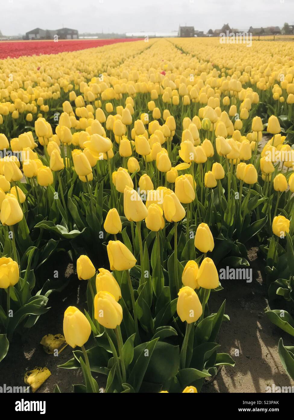 Tulips in bloom Stock Photo Alamy